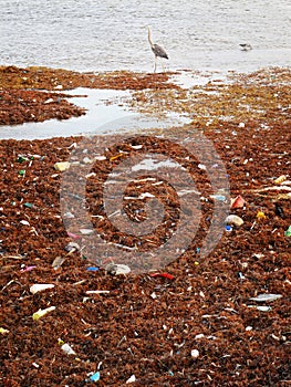 Pollution & Trash along the Shore