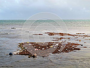 Pollution & Trash Floating along the Shore