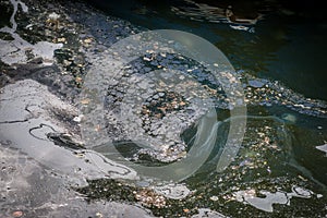 Pollution in the water.