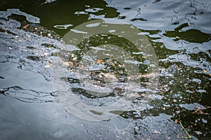 Pollution in the water.