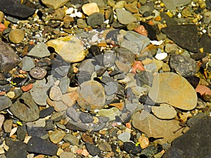 Pollywog Tadpoles along lakeshore summer fun for kids