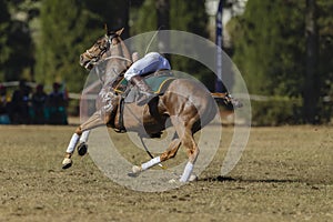 Polo-Cross Horse Rider Player Action