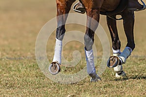 Polo-Cross Horse Tape Legs Hoofs
