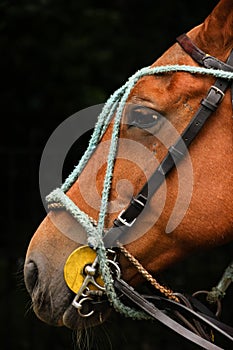 Polo equipment. Horse head with bridles