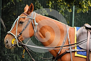 Polo equipment. Horse head with bridles