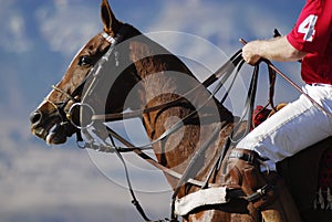 Polo horse