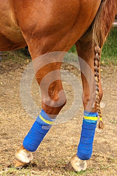 Polo horse. Hind legs and braided tail.