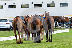 Polo Horse Ponies