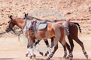 Polo Horse Ponies Saddles