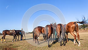 Polo Horse Ponys Field