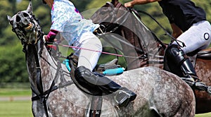 A Polo horse smiling at the Camera