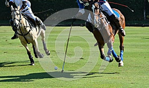 polo, horse, sport, game, player, playing, ponies, match, mallet