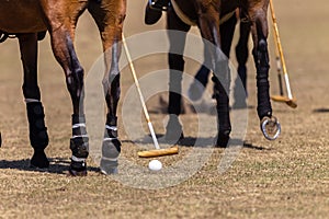 Polo Horses Hoofs Mallet Ball