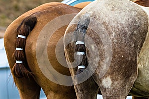 Polo Horses Ponies Dress Tails