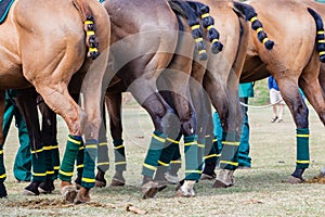 Polo Horses Ponies Yellow Tails