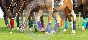 Polo horses run at the game. Big plan. Horses legs wrapped with bandages to protect against hammer kick. Ball took off in front of