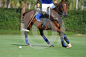 Polo Player Playing Polo Horse