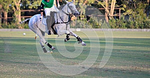 polo player use a mallet hit ball in tournament.