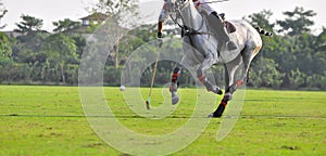 Polo player use a mallet hit ball in tournament.