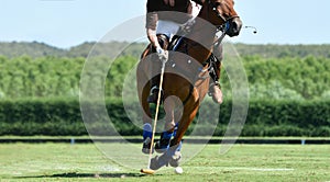 Polo player use a mallet hit ball in tournament.