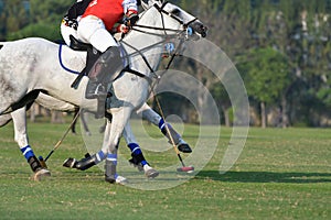 Polo players are competing in the field