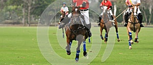 The polo pony running in match