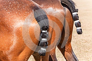 Polo Ponys Horses Groomed Taped Tails