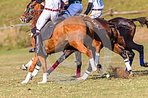 Polo Riders Horses Unidentified Game Action