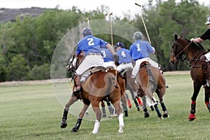 Polo Team Chasing