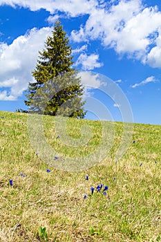 Polonina in  Carpathian Mountains, Ukraine