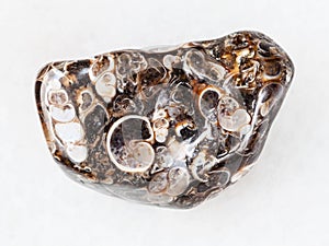 polshed Turritella Agate gem stone on white