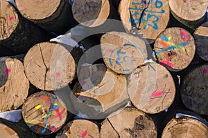 Polter stacked felled tree trunks in winter. Cross section with