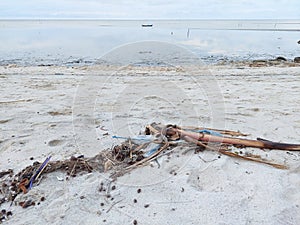 Poluted beach with plastic waste, twig stranded on the beach, environmental issue, trash