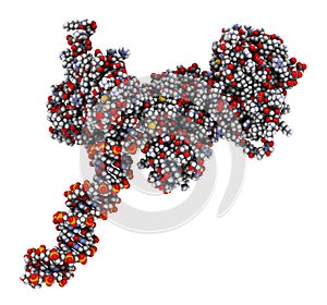 Poly (ADP-ribose) polymerase 1 (PARP-1) DNA damage detection protein. Target of cancer drug development