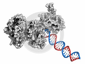 Poly ADP-ribose polymerase 1 PARP-1 DNA damage detection protein. Target of cancer drug development.