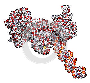 Poly ADP-ribose polymerase 1 PARP-1 DNA damage detection protein. Target of cancer drug development. 3D rendering, atoms are.