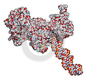 Poly ADP-ribose polymerase 1 PARP-1 DNA damage detection protein. Target of cancer drug development. 3D rendering, atoms are. photo