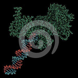 Poly ADP-ribose polymerase 1 PARP-1 DNA damage detection protein. Target of cancer drug development. 3D rendering, atoms are. photo