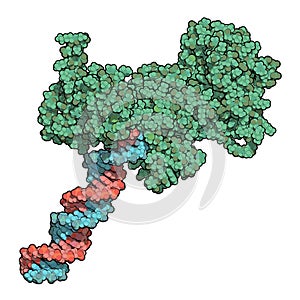 Poly ADP-ribose polymerase 1 PARP-1 DNA damage detection protein. Target of cancer drug development. photo
