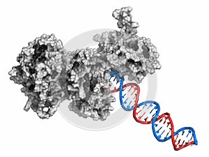 Poly ADP-ribose polymerase 1 PARP-1 DNA damage detection protein. Target of cancer drug development. photo