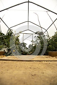 Poly tunnel with a slab path and plants growing either side