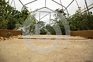 Poly tunnel with a slab path and plants growing either side