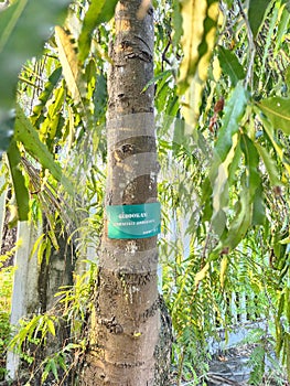 Polyalhtia Longifolia tree