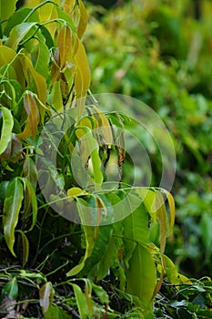 Polyalthia longifolia glodokan, glodogan tiang  with a natural background