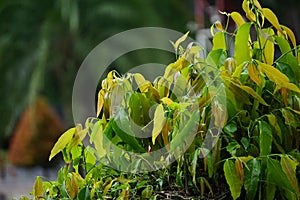 Polyalthia longifolia glodokan, glodogan tiang  with a natural background