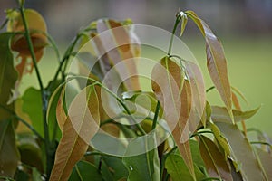 Polyalthia longifolia glodokan, glodogan tiang  with a natural background