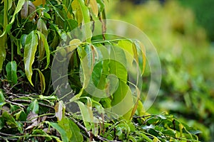 Polyalthia longifolia glodokan, glodogan tiang  with a natural background