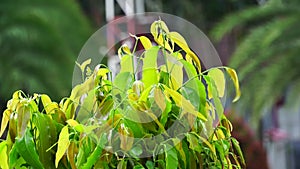 Polyalthia longifolia glodokan, glodogan tiang  with a natural background