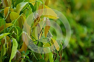 Polyalthia longifolia glodokan, glodogan tiang  with a natural background