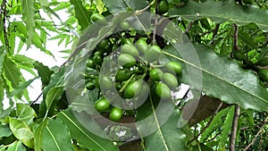 Polyalthia longifolia (glodokan, glodogan tiang ) with a natural background